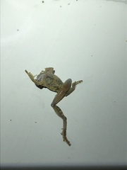 Pristimantis diadematus