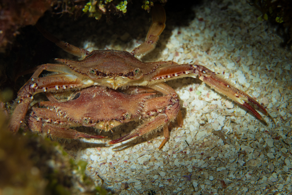 Ocellate Swimming Crab from Roatán, HN-IB, HN on April 11, 2024 at 08: ...