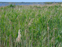 Phragmites australis