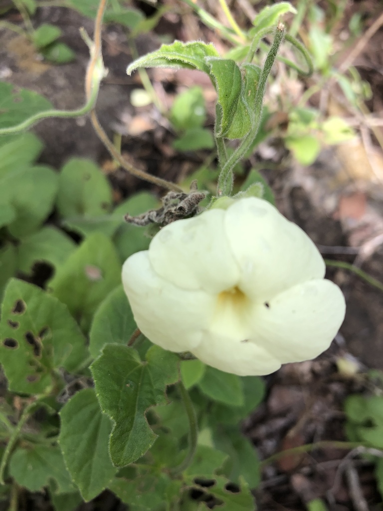 Thunbergia amoena