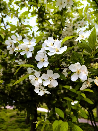 Foto de Maciera