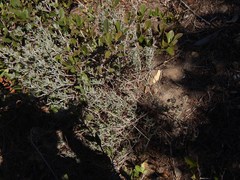 Lampranthus stipulaceus