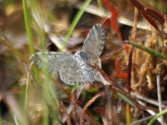 Xanthorhoe abrasaria