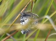 Xanthorhoe abrasaria