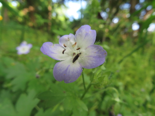 Largeflower baby blue eyes (Nemophila phacelioides)