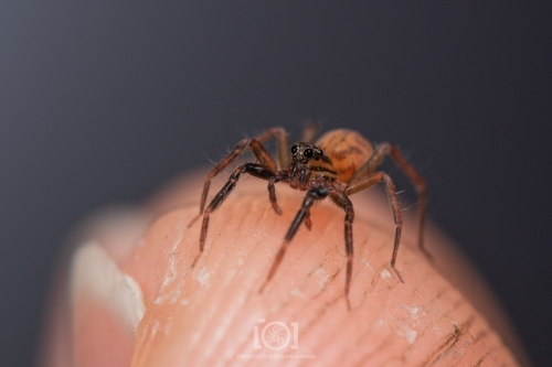 Trabeops aurantiacus photo 5