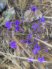 Brodiaea kinkiensis
