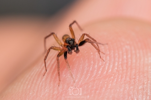 Trabeops aurantiacus photo 3