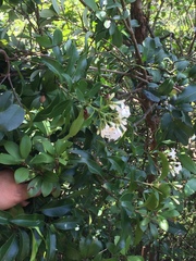 Trachelospermum jasminoides
