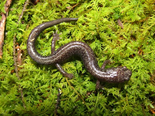 Cheat Mountain Salamander, Plethodon nettingi