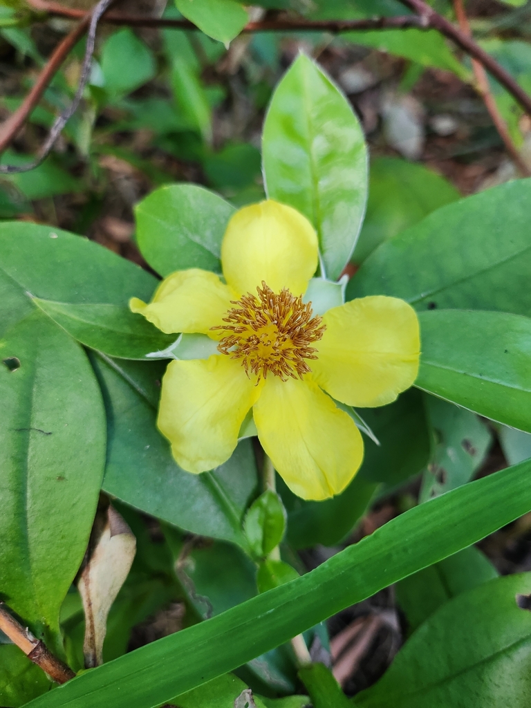 Hibbertia scandens, Sippy Downs QLD 4556, Australia