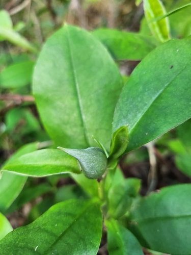 Hibbertia scandens
