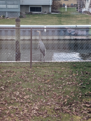 Great Blue Heron photographed in Michigan