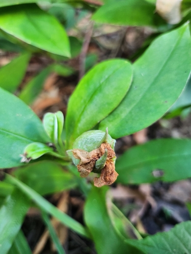 Hibbertia scandens