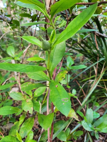 Hibbertia scandens