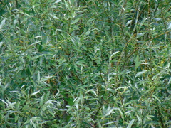 Salix