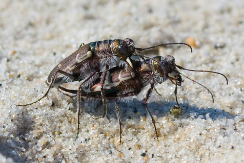 Hairy-necked Tiger Beetle photo 3