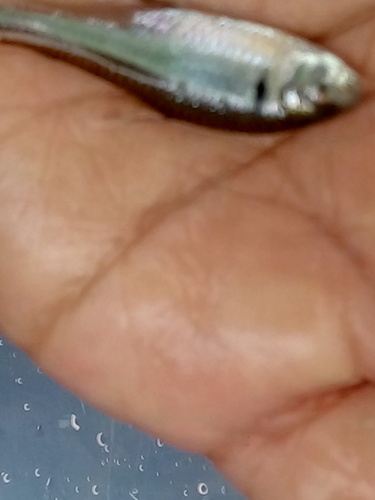 Gamma tetra (Knodus gamma) — Characidae