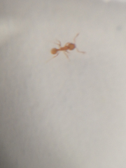 Wasmannia auropunctata