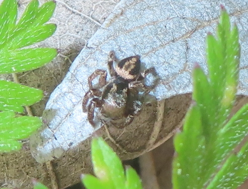 Jumping spider photo 4