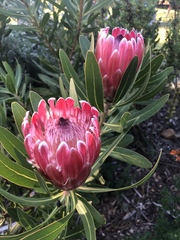Protea compacta × susannae