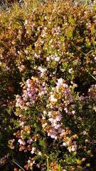 Erica curvirostris