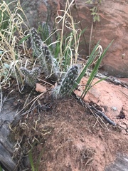 Opuntia polyacantha
