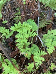 Cheilanthes capensis