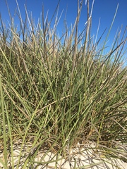 Cladoraphis cyperoides