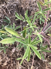Lupinus elegans