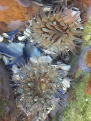 Anthopleura michaelseni