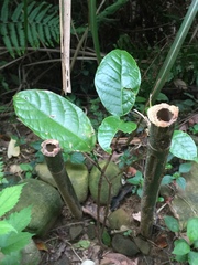 Sterculia monosperma