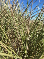 Cladoraphis cyperoides