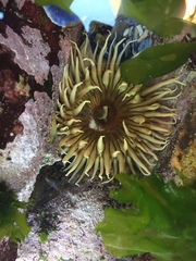 Anthopleura michaelseni