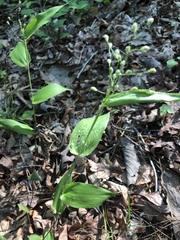 Dichanthelium latifolium