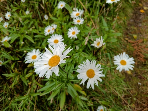 Foto de Margarida
