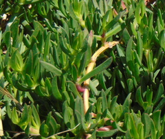 Carpobrotus edulis