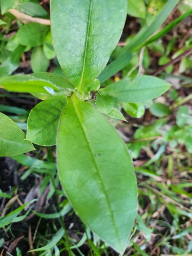 Hibbertia scandens