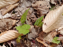 Tiarella stolonifera