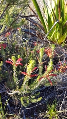 Erica abietina