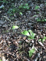 Dichanthelium latifolium