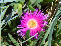 Carpobrotus edulis