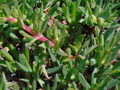 Carpobrotus edulis