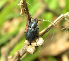 Platycerus caraboides