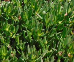 Carpobrotus edulis