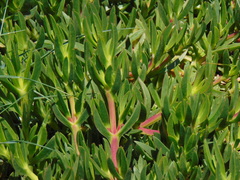 Carpobrotus edulis