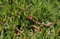 Carpobrotus edulis