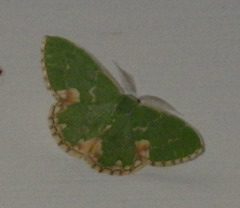 Comibaena bajularia