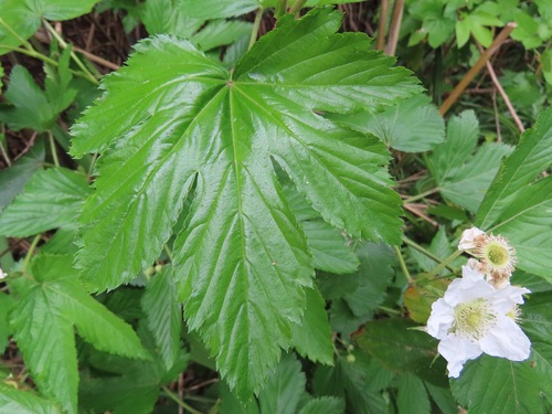 Image of Rubus trifidus by (c) Marco Mussita, some rights reserved (CC BY)