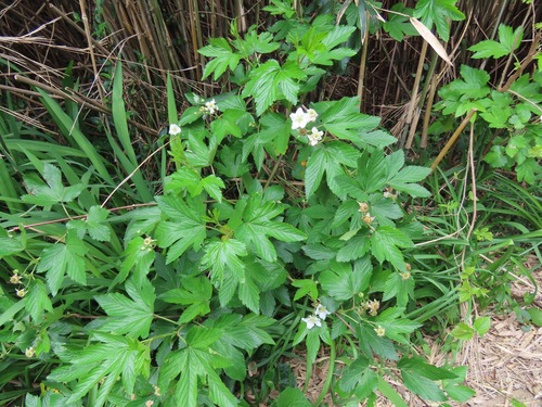 Image of Rubus trifidus by (c) Marco Mussita, some rights reserved (CC BY)
